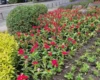 На Лук’янівці комунальники оновлюють сквер імені Івана Котляревського