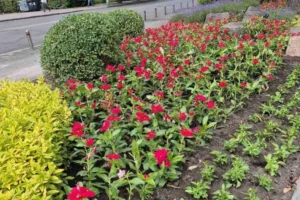 На Лук’янівці комунальники оновлюють сквер імені Івана Котляревського
