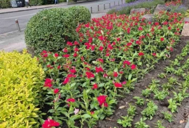 На Лук’янівці комунальники оновлюють сквер імені Івана Котляревського