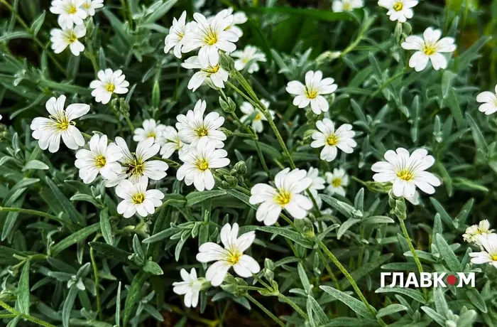 Карпати накриють зливи, у Києві до 28°: погода на 11 червня 2026 року