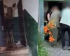 У Києві лось зайшов до під’їзду багатоповерхівки (відео)