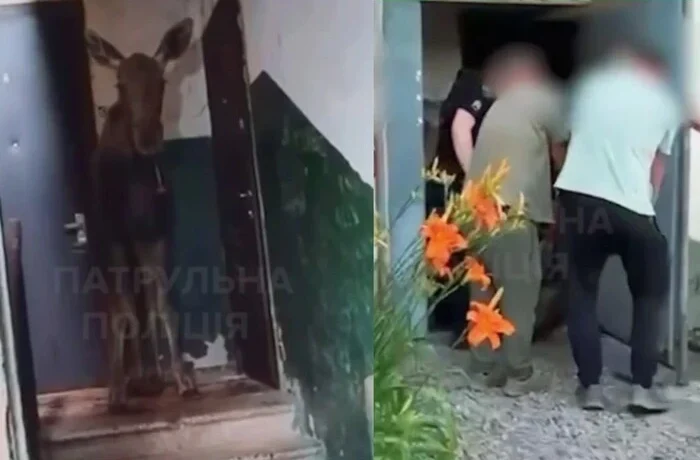 У Києві лось зайшов до під’їзду багатоповерхівки (відео)