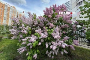 Від +4°C до майже +30°C: чим дивував травень у столиці та які рекорди побив