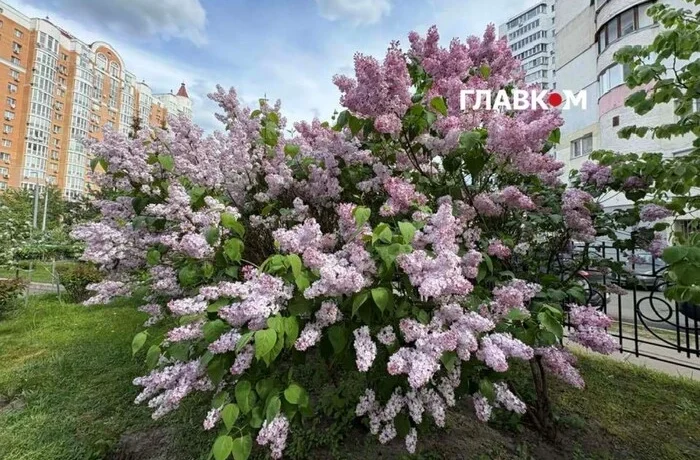 Від +4°C до майже +30°C: чим дивував травень у столиці та які рекорди побив