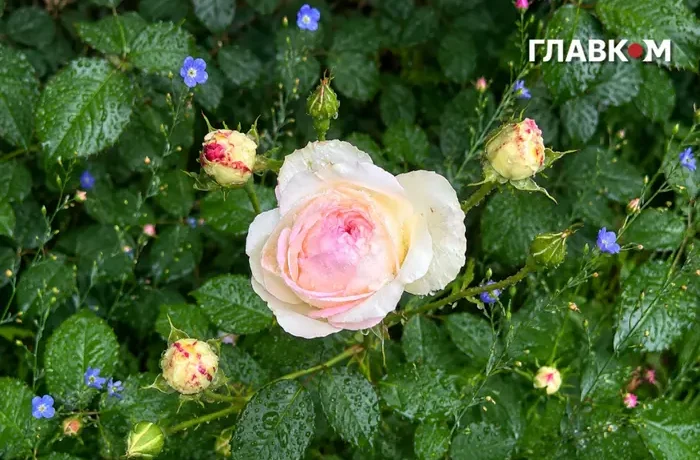 В Україні потепліє до 27°, зростає пожежна небезпека: погода на 19 червня