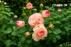 Україну накриють грози з градом: погода на 8 червня 2026 року