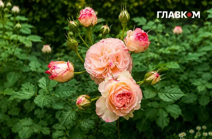Україну накриють грози з градом: погода на 8 червня 2026 року