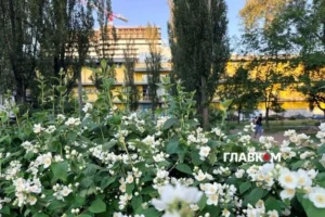 Дощі відступають, іде літнє тепло: як зміниться погода в Києві до 20 червня