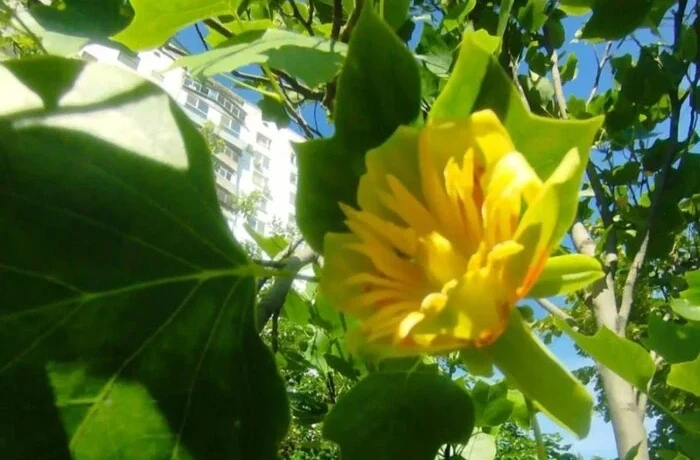 На лівому березі Києва розквітло рідкісне тюльпанове дерево (фото)