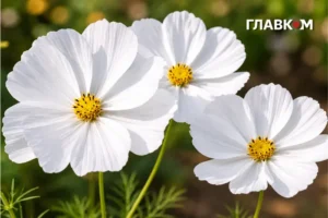 В Україні спека до 32°, на півдні грози з градом: погода на 24 червня 2026