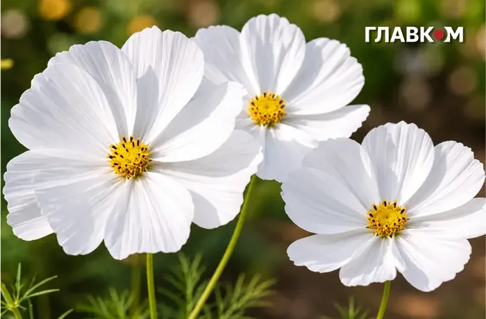 В Україні спека до 32°, на півдні грози з градом: погода на 24 червня 2026