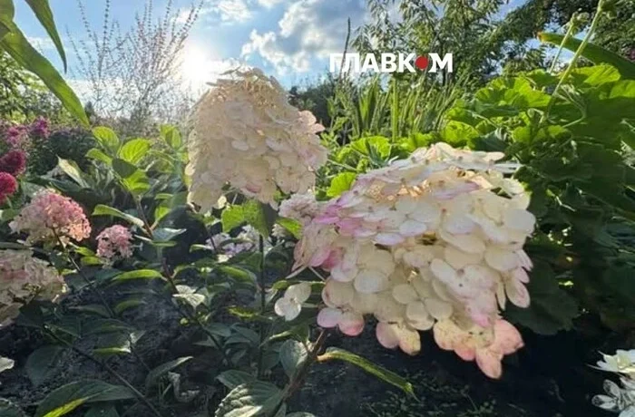 Змінюватимуть колір упродовж сезону: у центрі Києва з’явилася тисяча гортензій
