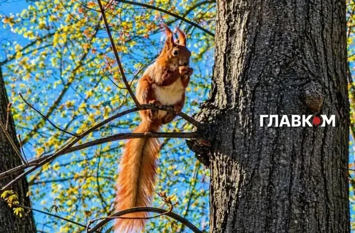 Якою буде погода на вихідні 20-21 червня? Прогноз синоптиків