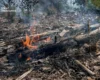 1 липня у Києві очікується високий рівень пожежної небезпеки