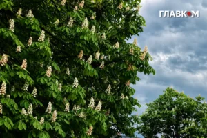 Частину України накриють дощі: погода на 3 червня 2026 року