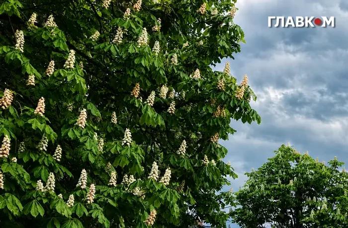 Частину України накриють дощі: погода на 3 червня 2026 року