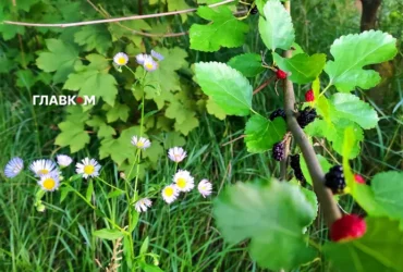 Синоптики розповіли, коли українцям чекати максимальної спеки