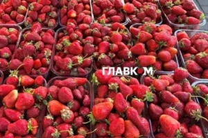 У Києві на вихідних 20-21 травня відбудуться продовольчі ярмарки (адреси)