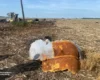 Авіакатастрофа на Хмельниччині: допитано свідків, є висновки ДНК-експертизи