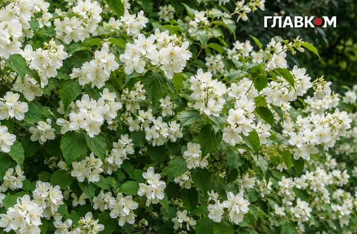 Дощі та грози охоплять більшість регіонів: погода на 17 червня 2026 року