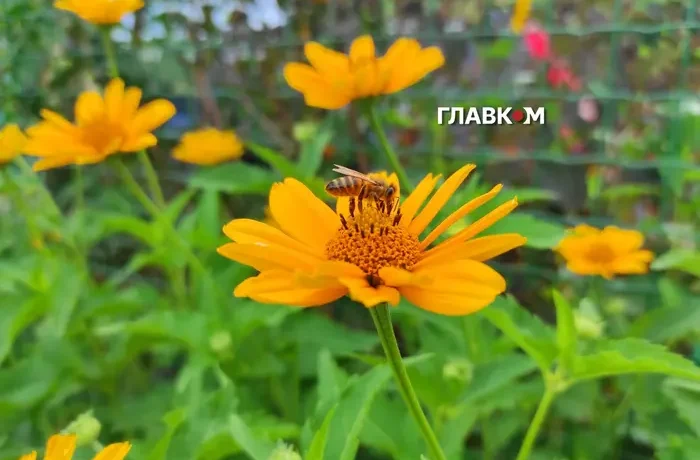 В Україну насувається аномальна спека: коли температура перевищить +30°