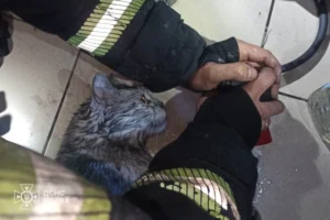 Пожежа на Воскресенському проспекті: рятувальники винесли з вогню чоловіка та кота (фото)