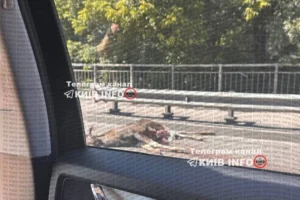 Лось зупинив рух транспорту на виїзді з Києва