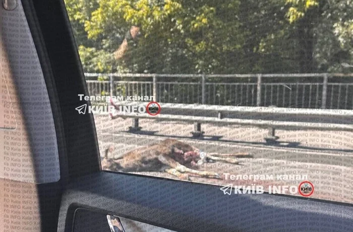 Лось зупинив рух транспорту на виїзді з Києва