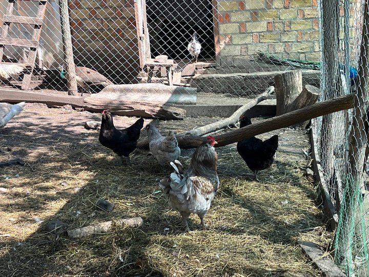 Кури в господарстві пані Таїсії