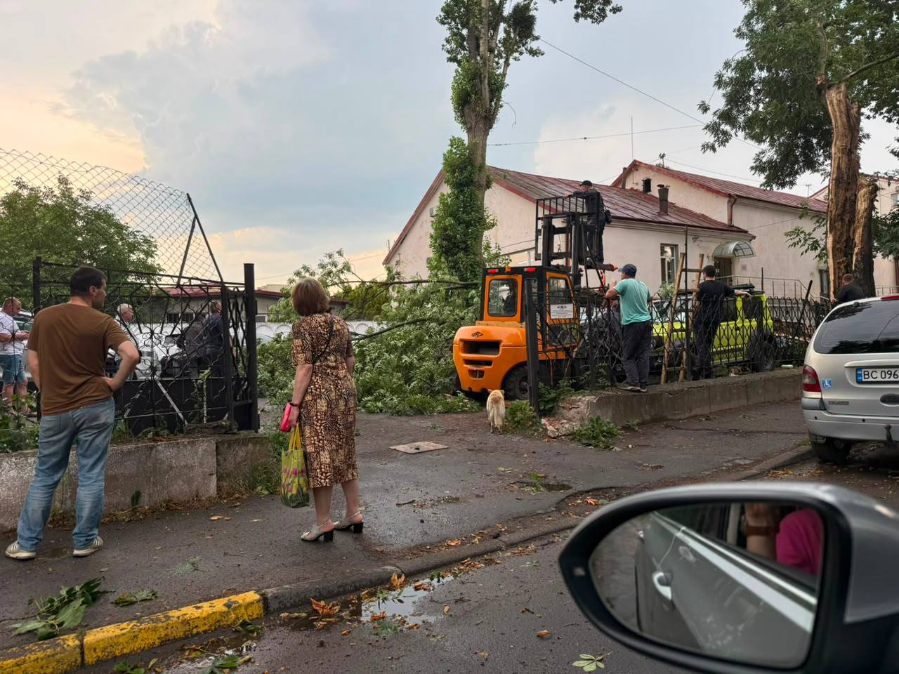 У Львові зафіксовано 30 повалених дерев та три великі гілки