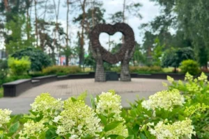 Сезон гортензій у Києві: де знайти 100-метрову алею та моносади (перелік адрес)