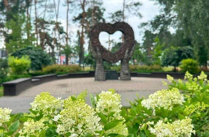 Сезон гортензій у Києві: де знайти 100-метрову алею та моносади (перелік адрес)