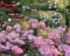 Прогноз погоди на тиждень 13 – 19 липня 2026 року