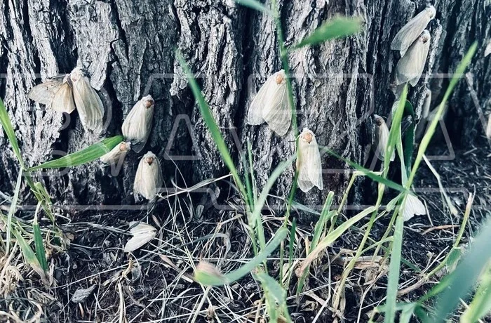 Ліси Сибіру та Алтаю пожирає метелик