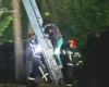 У Львові рятувальники зняли з дерева жінку, яка вилізла туди за котом