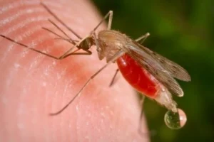 В Україні зафіксовано спалах смертельно небезпечної хвороби: як вберегтися