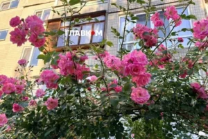 Спека та зливи. Синоптики розповіли, яким виявився перший місяць літа в столиці