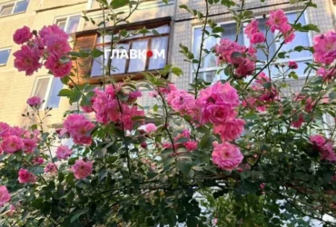 Спека та зливи. Синоптики розповіли, яким виявився перший місяць літа в столиці