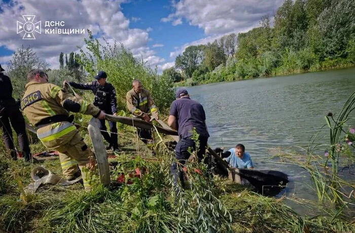 На річці Рось корова впала у воду та не могла вибратися: деталі рятувальної операції (фото)