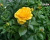 В Україні грози з градом, на сході значні дощі: погода на 10 липня 2026