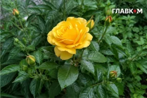 В Україні грози з градом, на сході значні дощі: погода на 10 липня 2026