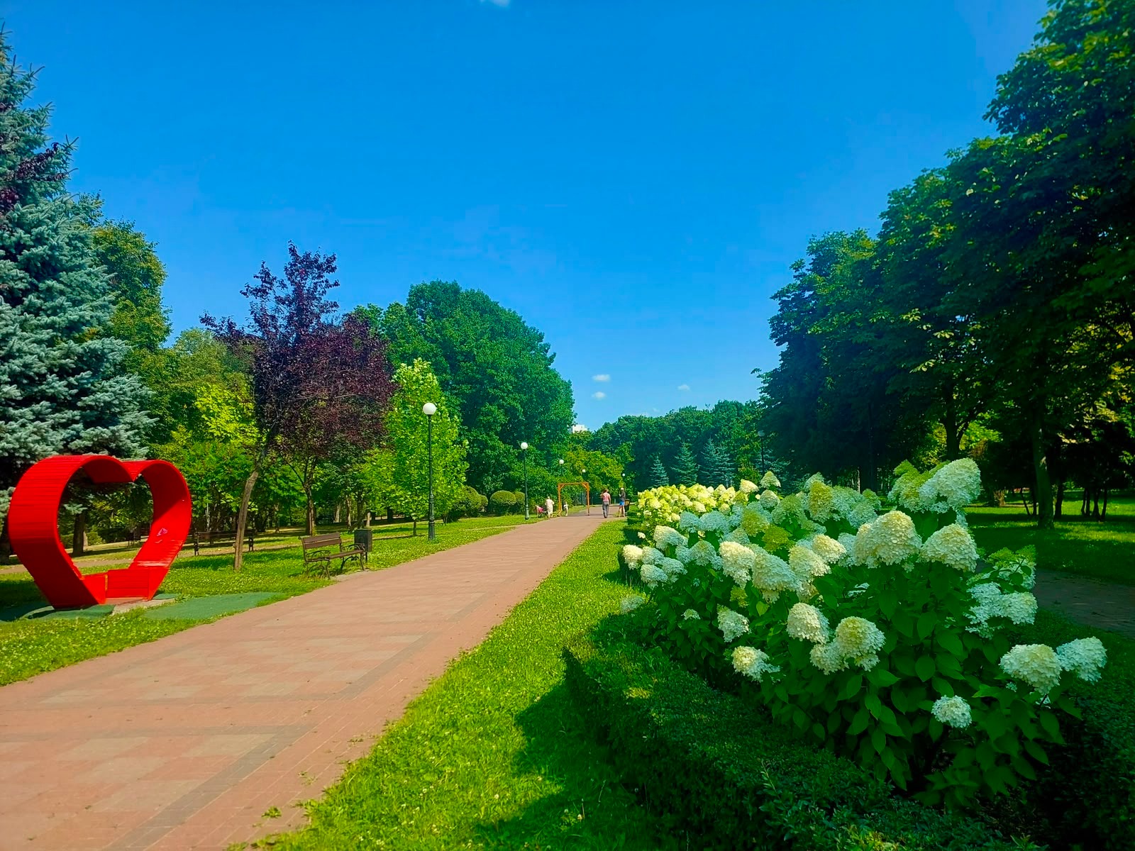 Алея з гортензіями