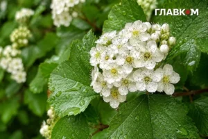 Після спеки – комфортне тепло й місцями грози: погода на 25 липня 2026 року