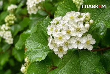 Після спеки – комфортне тепло й місцями грози: погода на 25 липня 2026 року