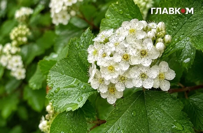 Після спеки – комфортне тепло й місцями грози: погода на 25 липня 2026 року