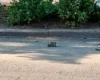 У Курській області на міні підірвалося авто з чиновниками