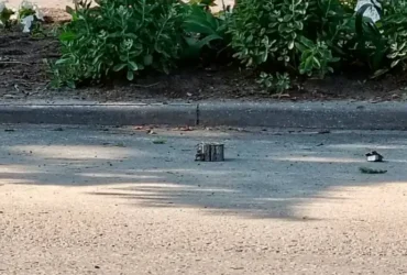 У Курській області на міні підірвалося авто з чиновниками
