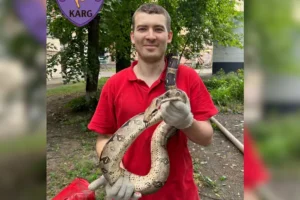 У Києві зоозахисники зняли з дерева екзотичну змію (відео)