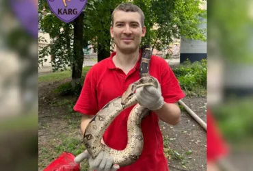 У Києві зоозахисники зняли з дерева екзотичну змію (відео)