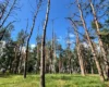Обстріли Києва: у Микільському лісництві задокументовано пошкодження понад 100 дерев